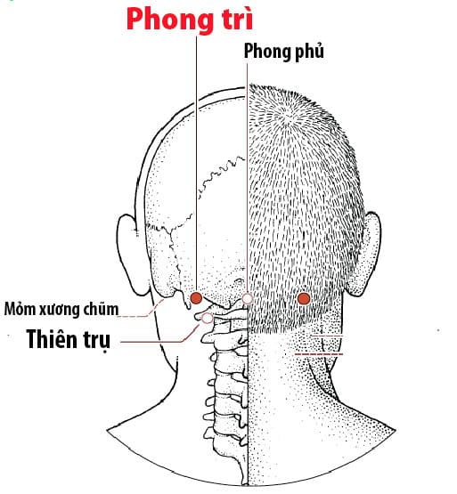 Huyệt Phong Trì : Giảm các bệnh xương cổ