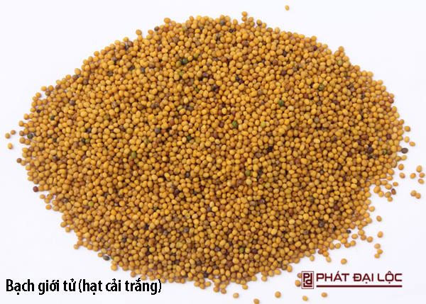 Bạch giới tử (hạt cải trắng)