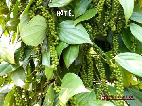 Hồ Tiêu (Hạt Tiêu)