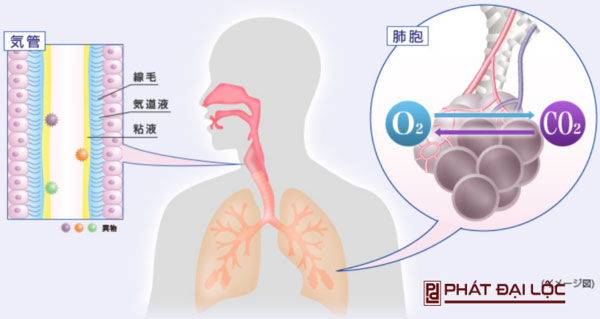 Tạo lớp màng bảo vệ phổi khói khí độc