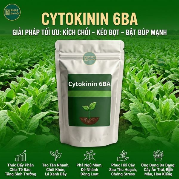 Cytokinin 6BA